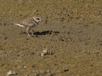 lesser sandploverMP D810 300mm_DSC2878.jpg