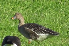 Tundra Bean Goose IMG_6987.JPG