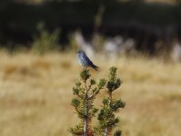 mountain bluebird.JPG