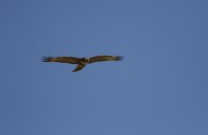 red-tailed hawk light.JPG