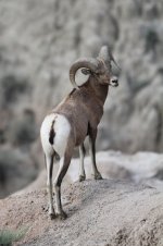 2014_08_14 (5)_Bighorn_Sheep (533x800).jpg