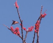 Ocotillo and Lucifer.jpg