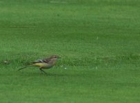 Yellow Wagtail_Girdle Ness_190914a.jpg