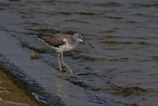 Greenshank 1M.jpg