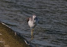 Greenshank 3M.jpg