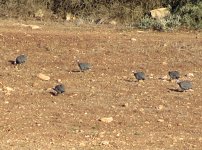 Helmeted_Guineafowl.jpg