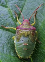 Hawthorn Shieldbug (instar), Kingmoor Sidings Nature Reserve, 14 September 14 cropped copy.jpg