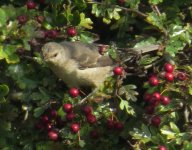 barred warbler resized.jpg