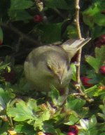 barred warbler1 resized.jpg