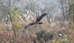 Pied Harrier 9ho3.jpg