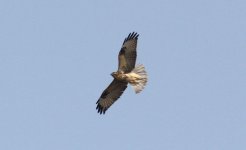 Eastern Buzzard 090b3.jpg