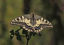 z Swallowtail Papilio machaon 1 Foia Algarve  16101316102013_LQ.jpg