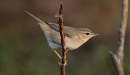 Dusky Warbler.jpg