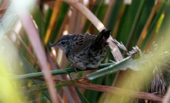 Lanceolated Warbler 2.jpg