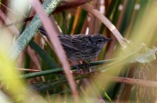 Lanceolated Warbler.jpg