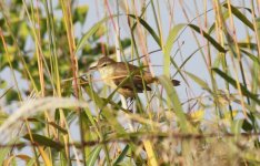 Oriental Reed WArbler.jpg