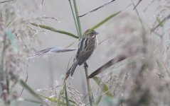 Common Reed Bunting.jpg