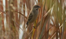 Pallas's Reed Bunting 2.jpg