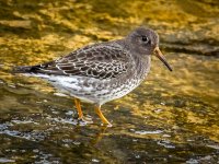 Purple-sand-10-14-2.jpg