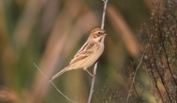 Pallas's Reed Bunting 4.jpg