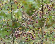 A Song Thrush at c12m on a grey day..jpg