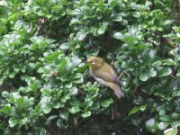 japanese white-eye sx60mm 67mm IMG_7348.jpg