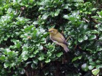 japanese white-eye sx60hs 67mm 2x IMG_7350 copy.jpg