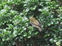 japanese white-eye sx60hs 67mm 2x IMG_7350.jpg