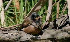 mynah.jpg