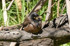 Mynah1.JPG