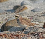 shore_lark_2014_3c.jpg