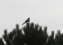 magpie.JPG