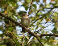 spotted flycatcher.JPG