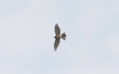 Japanese Sparrowhawk.jpg