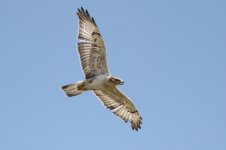 2014_08_15 (11)_Ferruginous_Hawk (800x533).jpg