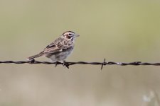 2014_08_15 (16)_Lark_Sparrow (800x534).jpg