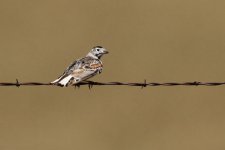 2014_08_15 (18)_McCowns_Longspur (800x534).jpg