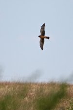 2014_08_15 (25)_Northern_Harrier (533x800).jpg