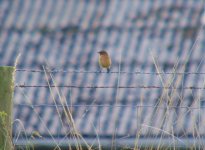 Stonechat Tapenhall.jpg