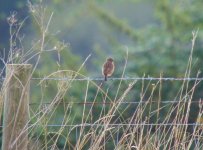 Stonechat Tapenhall 2.jpg