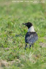 crow, collared007.jpg