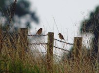 Stonechat and Whinchat.jpg