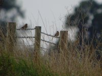 Meadow Pipit Stonechat + Whinchat.jpg