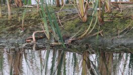 Baillon's Crake.jpg