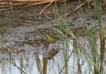 Yellow Wagtail.jpg