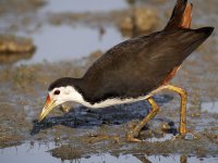 wb waterhen DB MP GH4 stx95 tlsapo_1710582.jpg