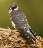 Hobby juvenile Bowers 31-08-2014 WEB 318.jpg