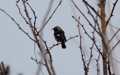 Daurian Redstart.jpg