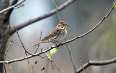 Little Bunting.jpg