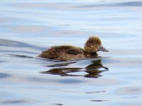 tufted duck baby.jpg